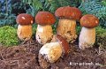 Boletus pinophilus-amf372
